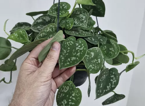 Caring for Scindapsus: A Guide to Thriving Satin Pothos