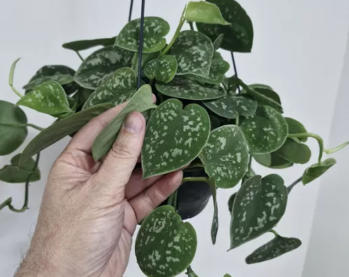 Caring for Scindapsus: A Guide to Thriving Satin Pothos