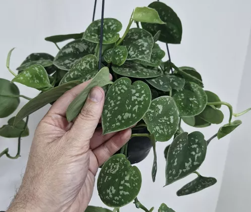 Caring for Scindapsus: A Guide to Thriving Satin Pothos