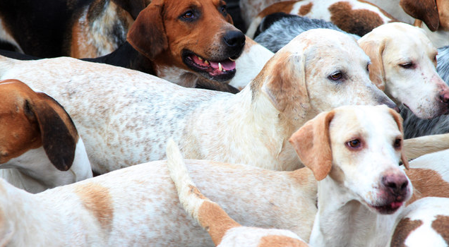 Northern Ireland Rejects Hunting Ban Proposal