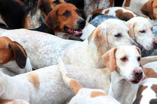 Northern Ireland Rejects Hunting Ban Proposal