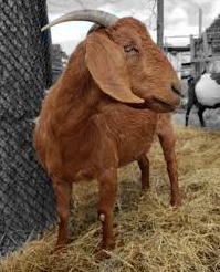 Willy the Texas Rodeo Goat, On the Lam for Weeks, Has Been Found Safe