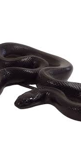 Snake in a Toilet: Slithering Visitor to Arizona Home Camps Out Where Homeowner Least Expects It