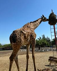 Benito the Giraffe Set for Relocation to Spacious Southern Home After Successful Campaign